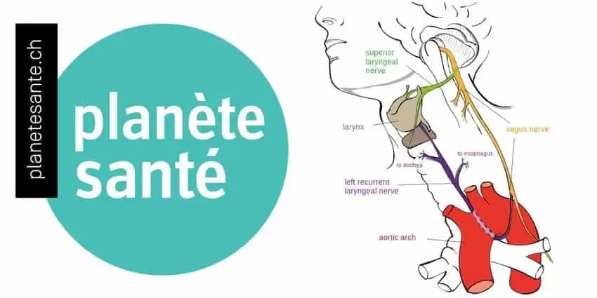 La médecine surfe sur le nerf vague
