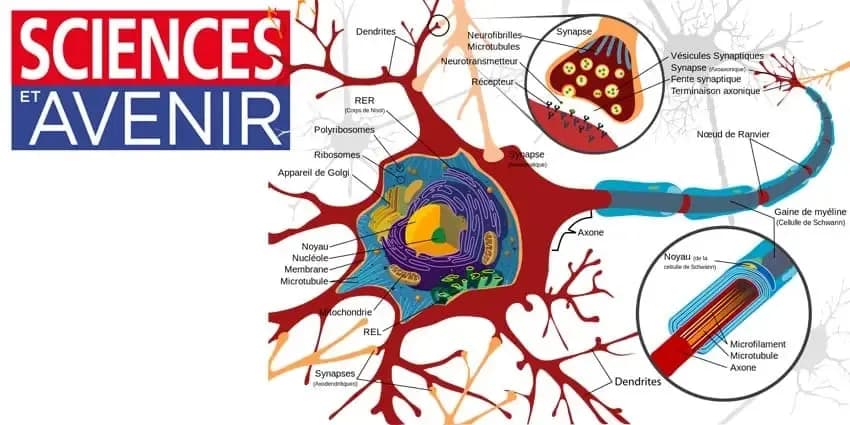 6 règles d’or pour que votre cerveau continue de fabriquer de nouveaux neurones